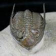 Zlichovaspis Trilobite - Great Preparation #19525-3